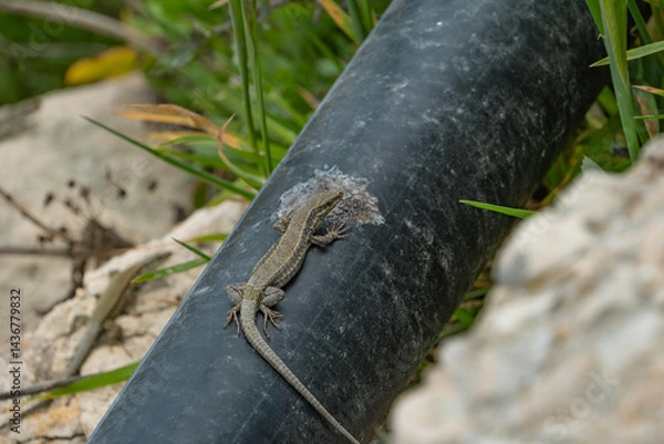 Fototapeta Small lizard basks on a warm black water pipe