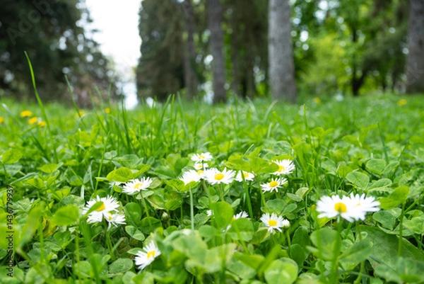 Fototapeta Lush green meadow dotted with white daisies in soft sunlight