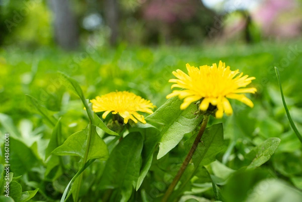 Fototapeta Bright yellow dandelions bloom in a vibrant green grassy field under soft daylight