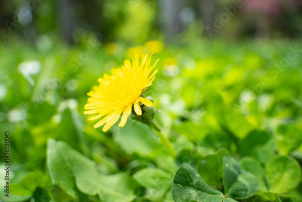 Fototapeta A single bright yellow dandelion flower stands out against a backdrop of lush green foliage