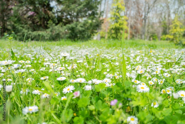 Fototapeta Vibrant field of daisies and clover under a soft, natural light, creating a serene and picturesque scene