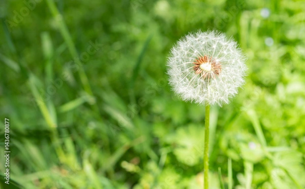 Fototapeta Delicate white dandelion seed head stands tall against a soft, blurred green grassy background