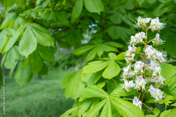 Fototapeta Vibrant horse chestnut tree branch with white blossoms and lush green leaves in soft daylight