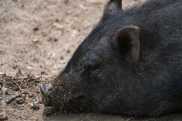 Fototapeta Close-up of a black pig sleeping peacefully on the ground