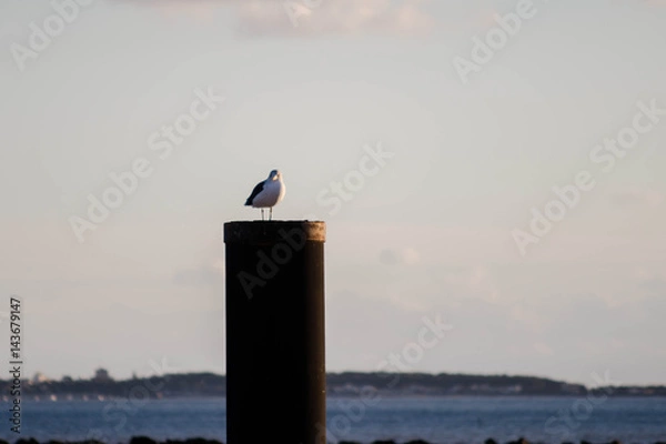 Obraz the little seagull