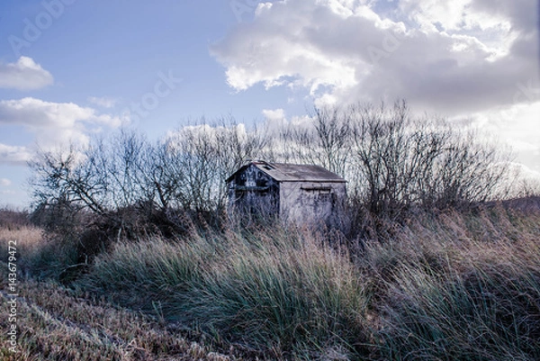 Fototapeta The swamp