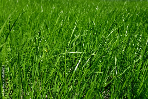 Fototapeta Abstract natural plant background: green grass with  a blurred background with the glare of the sun. Selective focus.