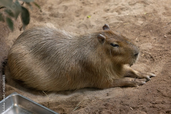 Fototapeta Capybara resting on the sand 