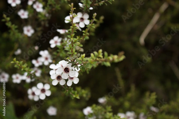 Obraz Manuka flowers close up