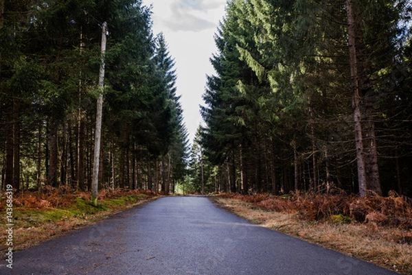 Obraz road in forest