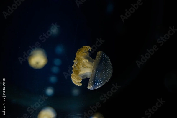 Fototapeta medusa