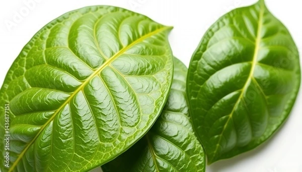 Fototapeta Three Fresh Green Leaves Close Up Isolated On White Screen Background Perfect For Earth Day Design Ads And Clean Backdrop