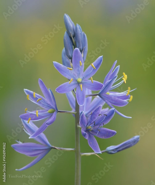 Obraz Indian camas bloom