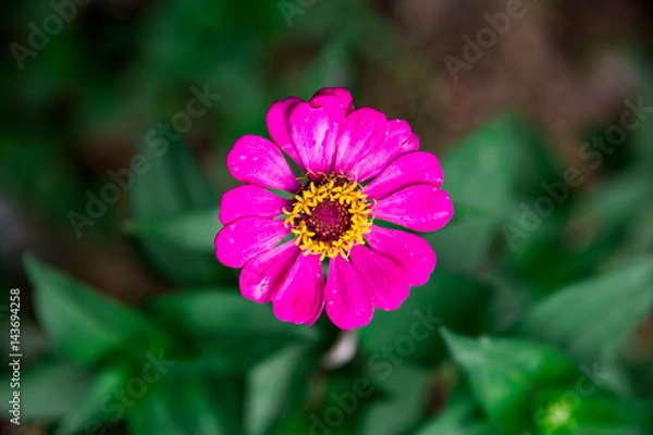 Obraz pink flower