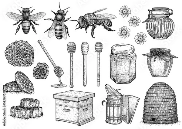 Obraz Pszczoła, miód, ul, ilustracja pszczelarstwa, rysunek, grawerowanie, grafika liniowa, wektor