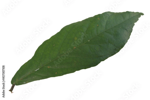 Fototapeta top view Streblus asper leaf isolated on transparent background