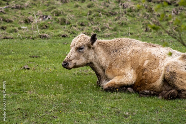 Obraz cow in a pasture