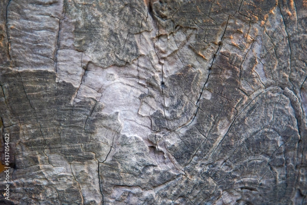 Fototapeta Macro image of close-up wood grain for the background.