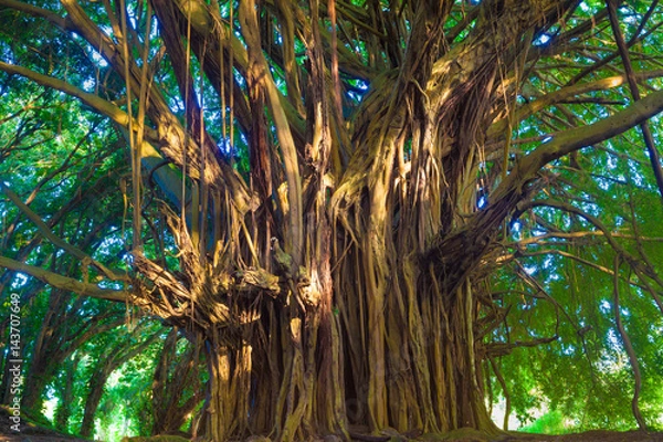 Fototapeta Giant banyan tree