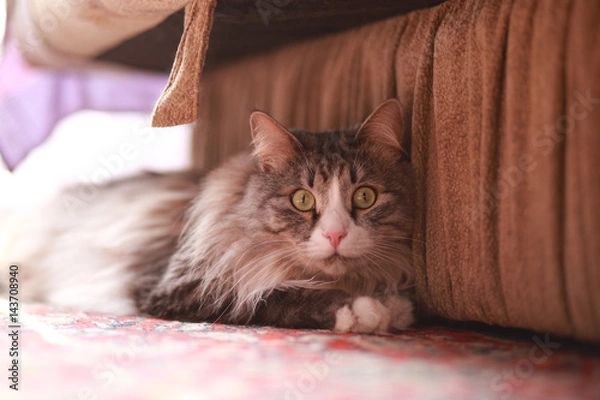 Obraz The cat is hiding