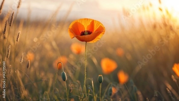 Obraz Orange Poppy Flower in Golden Light During Sunset in a Field