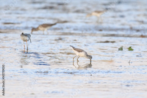 Obraz Wading Birds Foraging in the Mudflats During Low Tide, Lau Fau Shan, Hong Kong