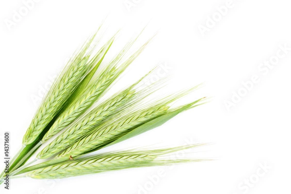 Obraz green wheat