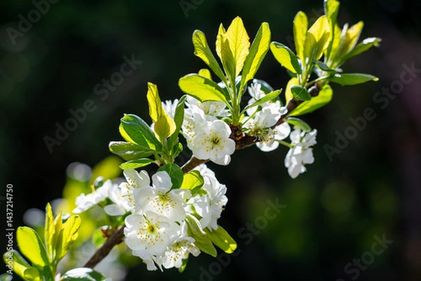 Obraz Flowering plum with light green leaves against a dark background
