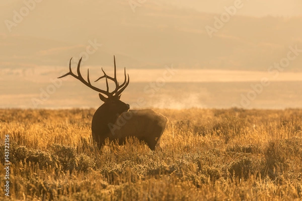 Obraz Bull Elk cugling o wschodzie słońca