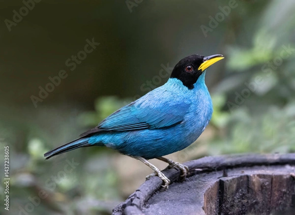 Fototapeta green honeycreeper, very attractive small tanager found in humid tropical lowlands. Often in pairs, feeding at all levels in fruiting trees and bushes. 