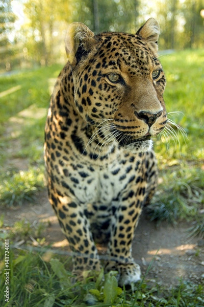 Fototapeta Leopard in jungle