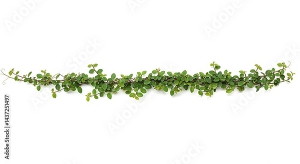 Fototapeta A vine with small green leaves stretches horizontally across a stark white background in a studio shot