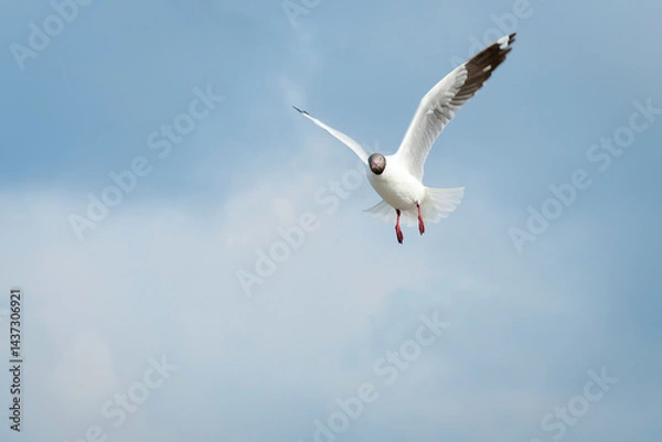 Obraz seagull in flight