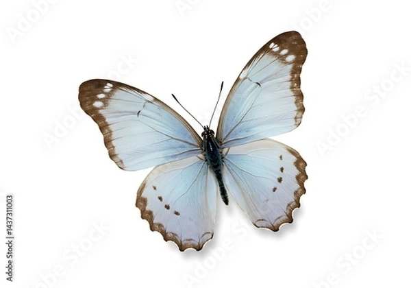 Fototapeta Isolated pale blue butterfly with brown wing edges and small spots on a white background center view