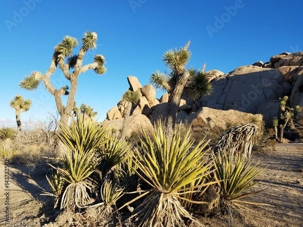 Obraz Joshua trees and rocks