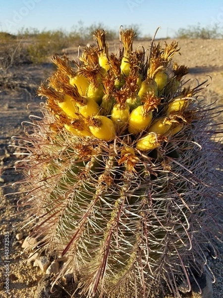 Obraz Cactus flowers