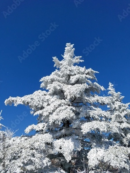 Obraz Snow covered tree