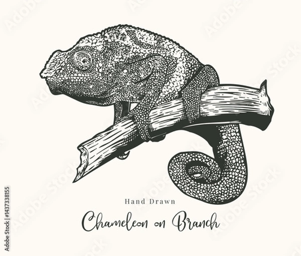 Obraz Hand Drawn Chameleon on Tree Branch Wildlife Illustration