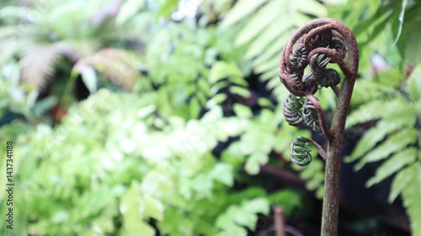 Fototapeta The rare type image of closeup new born fiddlehead of Angiopteris evecta fern that commonly known as king fern, giant fern or elephant fern show spiral shape in tropical summer season.
