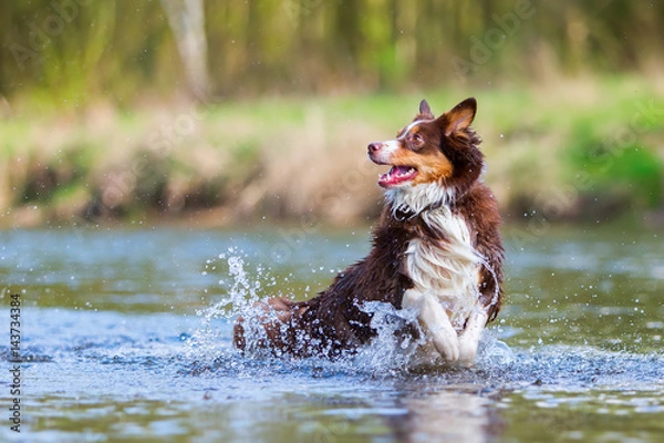Obraz Australian Shepherd dog running in a river