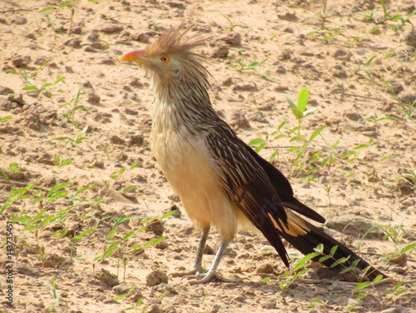 Fototapeta Ave descansando en el campo mientras observa a unos visitantes inesperados