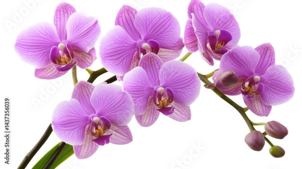 Fototapeta Orchid blooming display nature floral photography bright background. Isolated on transparent background, png.