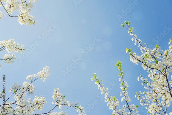 Obraz A frame of white blossoming cherry branches with delicate green leaves against a blue sky with sunny highlights