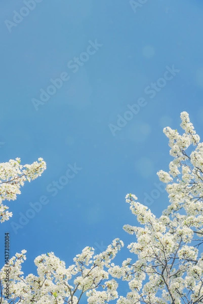 Obraz Blue sky with sunny highlights and white flowering branches below