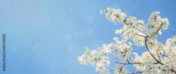 Obraz Banner with white spring flowers on cherry branches, blue sky with sunny branches