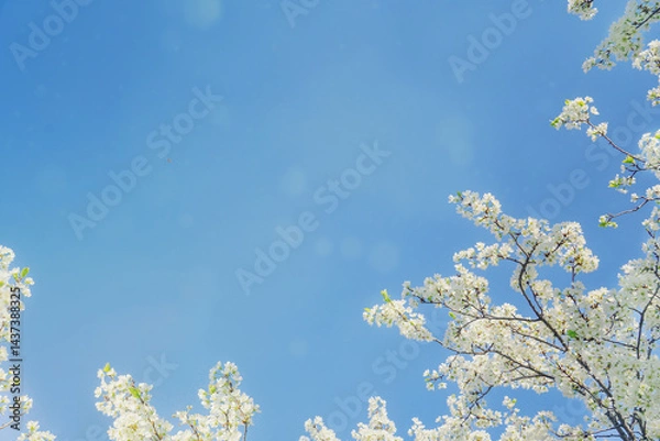 Obraz Floral framing of the spring blue sky