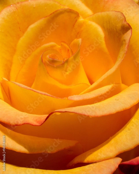 Obraz Orange Rose