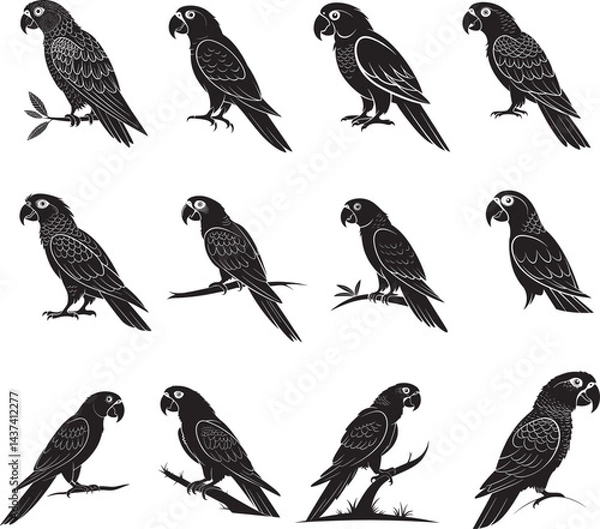 Fototapeta Parrot vector set of birds