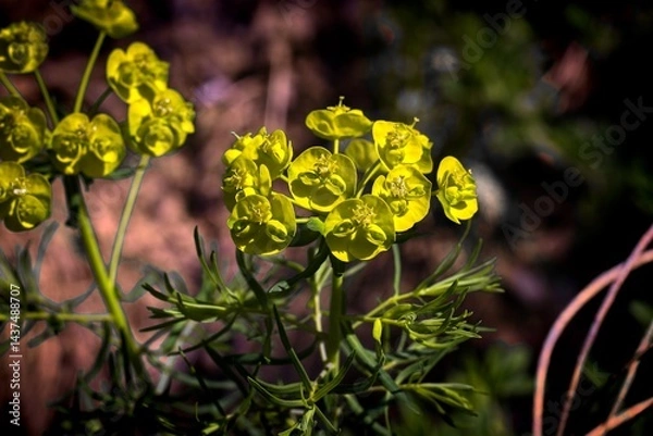 Obraz Euphorbia cyparissias, the cypress spurge, is a species of plant in the genus Euphorbia. It is native to Europe