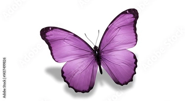 Obraz Purple Butterfly with Open Wings on White Background